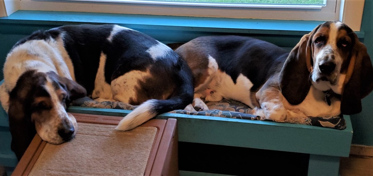 Senior Independent Women